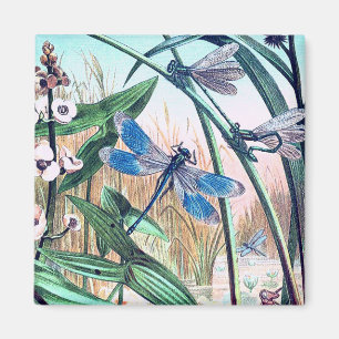 Blaue Libelle am Teich Vintage-Illustration Magnet