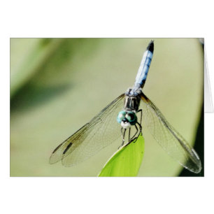 Blaue Libelle auf grünem Blatt