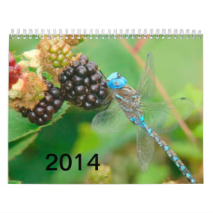 Blaue Libelle, die Himbeerkalender isst Kalender