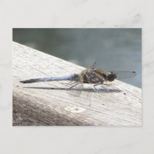 Blaue Libelle DIY Postkarte