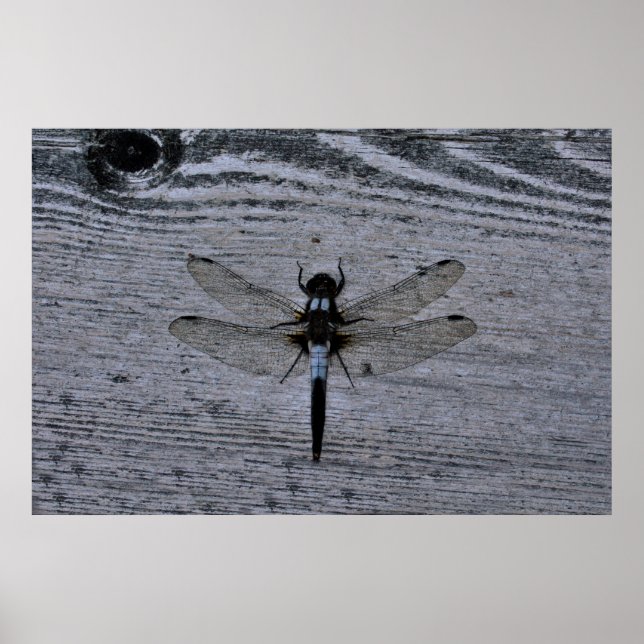 Blaue Libelle Poster (Vorne)