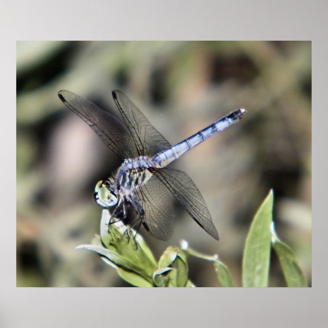 Blaue Libelle Poster (Vorne)