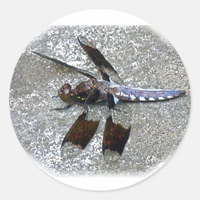 Blaue Libelle Runder Aufkleber (Vorderseite)