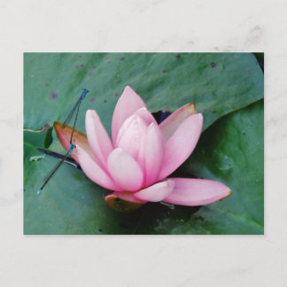 Blaue Libellen auf einer rosa Lotus-Blume Postkarte