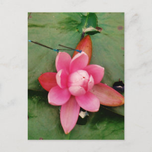 Blaue Libellen auf einer rosa Lotus-Blume Postkarte