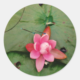 Blaue Libellen auf einer rosa Lotus-Blume Runder Aufkleber