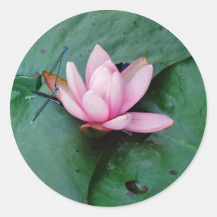 Blaue Libellen auf einer rosa Lotus-Blume Runder Aufkleber