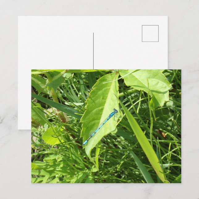 Blaue Libellen-Postkarte Postkarte (Vorne/Hinten)