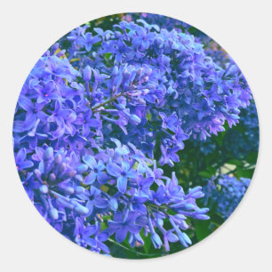 Blaue lila Flieder romantische blaue Blumenfoto Runder Aufkleber