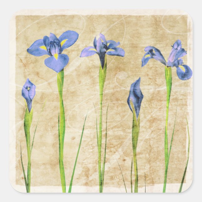 Blaue Lila Iris Blume Brauner Hintergrund Quadratischer Aufkleber (Vorderseite)