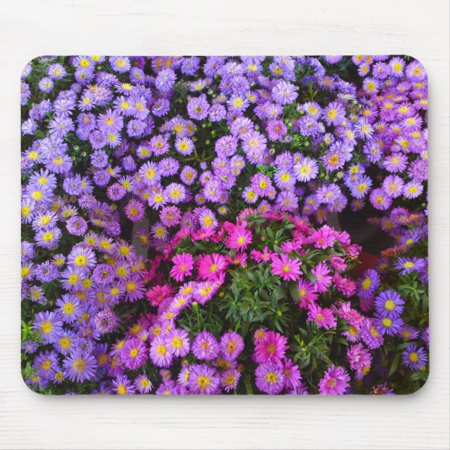 Blaue Lila rosa Mums Mousepad (Vorne)