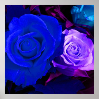 Blaue Lila Rose Poster