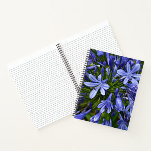 Blaue Lilie des Nils Agapanthus Floral Notizbuch