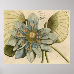 Blaue Lotusblume auf beigem Hintergrund mit Schrif Poster