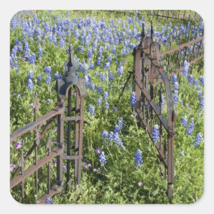 Blaue Lupinen und Phlox umgeben das Friedhofstor Quadratischer Aufkleber