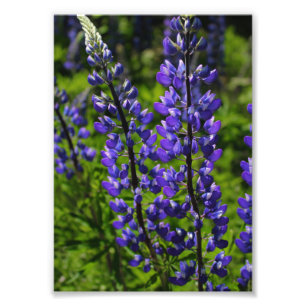 Blaue Lupines Fotodruck
