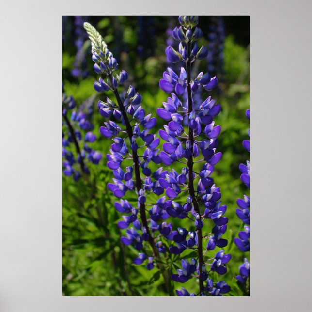 Blaue Lupines Poster (Vorne)