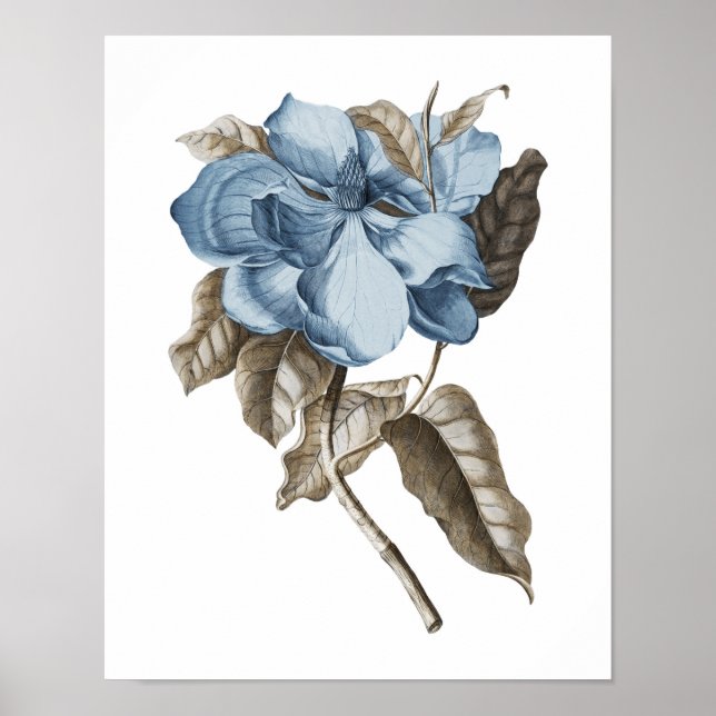 Blaue Magnolia Botanische Wanddekoration Poster (Vorne)