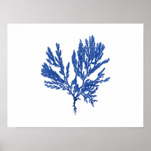 Blaue Meerespflanze #4 42x32cm Poster