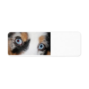 blaue merle Augen
