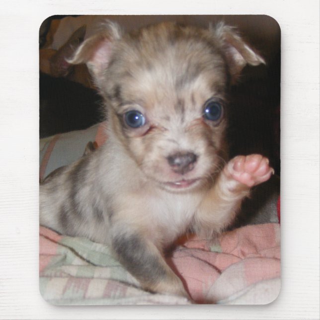 Blaue Merle Chihuahua 1 Mousepad (Vorne)