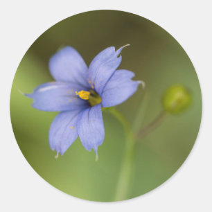 Blaue mit Augen Gras-Wildblume-runde mit Runder Aufkleber