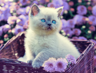 Katzenbabys Mit Blauen Augen Mesarthims