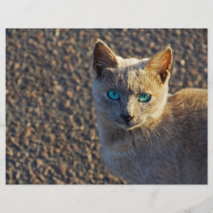 Blaue Mit Augen Katze