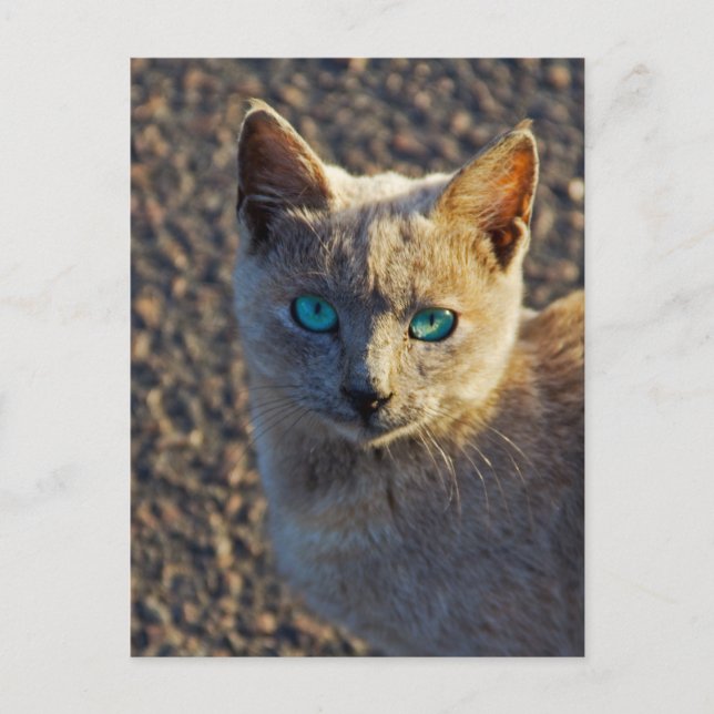 Blaue Mit Augen Katze Postkarte (Vorderseite)