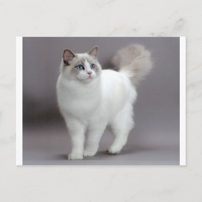 Blaue Mit Augen Ragdoll Katzenreinigung Postkarte (Vorderseite)