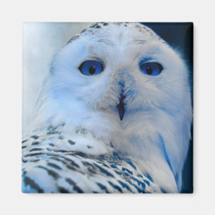 Blaue mit Augen Schneeeule Magnet