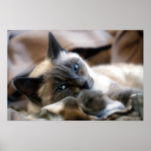 Blaue mit Augen Schönheit Poster