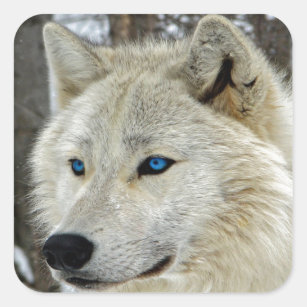 Augen Wolf Aufkleber Zazzle At