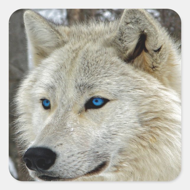 Blaue mit Augen weißer Wolf-Quadrat-Aufkleber Quadratischer Aufkleber (Vorderseite)