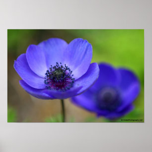 Blaue Mohnblume Blume Poster