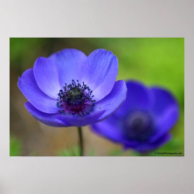 Blaue Mohnblume Blume Poster (Vorne)