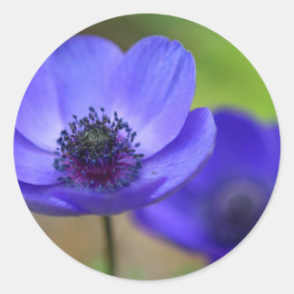 Blaue Mohnblume Blume Runder Aufkleber