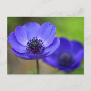 Blaue Mohnblume Save the Date Ankündigungspostkarte