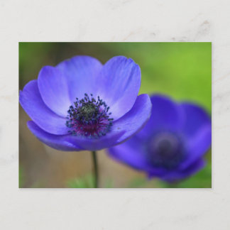 Blaue Mohnblume Save the Date Ankündigungspostkarte