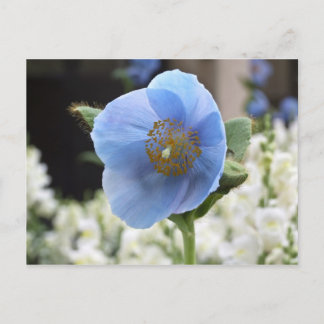 Blaue Mohnblumen-Himalajapostkarte Postkarte