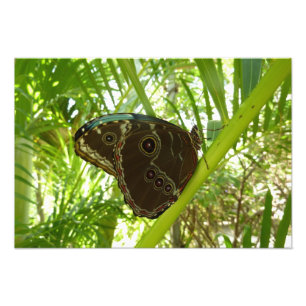 Blaue Morpho Butterfly Naturfotografie Fotodruck