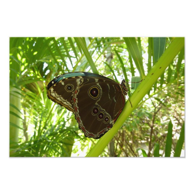 Blaue Morpho Butterfly Naturfotografie Fotodruck (Vorne)