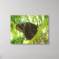 Blaue Morpho Butterfly Naturfotografie