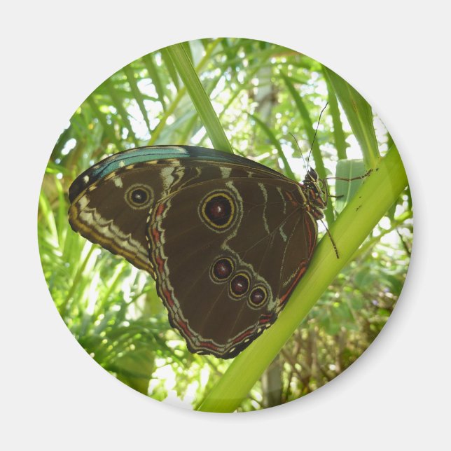 Blaue Morpho Butterfly Naturfotografie Magnet (Vorne)
