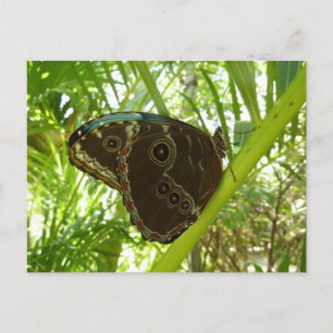 Blaue Morpho Butterfly Naturfotografie Postkarte
