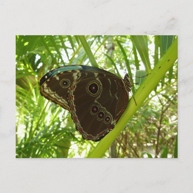 Blaue Morpho Butterfly Naturfotografie Postkarte (Vorderseite)