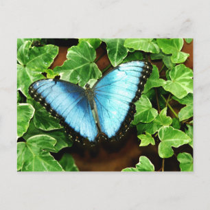Blaue Morpho Postkarte