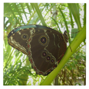 Blaue Morpho-Schmetterling Naturfotografie Fliese