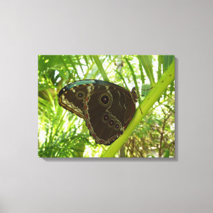 Blaue Morpho-Schmetterling Naturfotografie Leinwanddruck