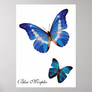 Blaue Morpho Schmetterlinge Poster